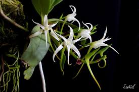 Image result for Cyrtorchis praetermissa