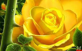 10 Rose Flower Wallpapers Rose Flower Wallpaper Rose Wallpaper Yellow Roses
