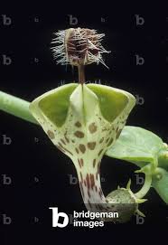 Image result for Ceropegia haygarthii