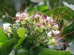 Image result for Intsia