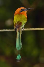 A close look at several world-class Colombian birdwatching sites and more  opportunities for birders with limited mobility — Exotica Esoterica