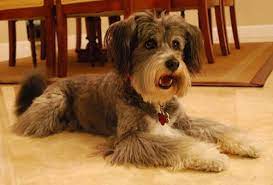 Norwich terrier puppies and dogs. List Of Norwich Terrier Mix Breed Dogs