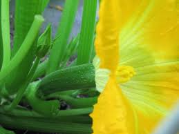Check spelling or type a new query. How To Molest Your Zucchini Off The Broiler