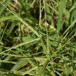 Image result for Eleusine africana