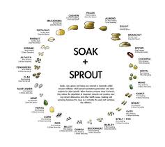 your guide to soaking sprouting whole grains beans nuts