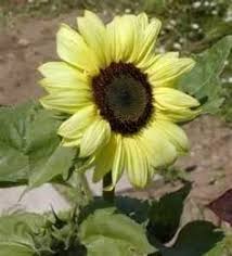 Selain karena tampilannya, bunga matahari juga sangat mudah dan cepat tumbuh. 16 Lemon Queen Sunflower Ideas Sunflower Plants Flowers