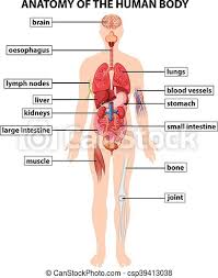 Your liver is located on the right side of your body in the upper right abdomen below your ribcage. Diagram Showing Anatomy Of Human Body Illustration Canstock