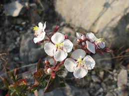 Image result for Heterocentron macrostachyum