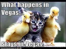 What Happens In Vegas Stays In Vegas Funny Cat Photos Funny Animals Cute Animals