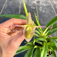 Image result for Dipcadi longifolium