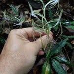 Image result for Habenaria macrandra