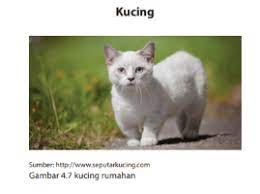 Membandingkan Teks Kucing Dan Teks Si Piko Kucingku Bahasa Kelas 7 Halaman 145 Kkaktri Channel Info Pendidikan