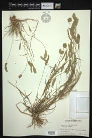 Image result for Eragrostis chapelieri