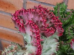 Image result for Euphorbia whyteana