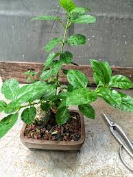 Image result for Premna