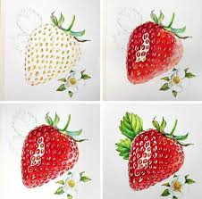 Pin By Elodie Vassal On Art In 2020 Color Pencil Art Watercolor Art Fruit Painting