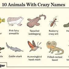 So, here is an a to z list of baby animal names. 20 Animals With Ridiculously Funny Names