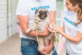 You can browse through a wide range of pug portland prices from the vetted breeders and businesses of the uptown network. 10 Best Pug Rescues For Adoption 2021 Our Top 10 Picks