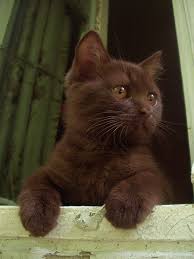 f l rhode s praktisches handbuch der handels korrespondenz und des geschafts styls in deutscher franzosischer englischer it kittens cutest cats pretty cats