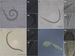 Both types of lungworm have different ways of entering the cat. Lungworms And Gastrointestinal Parasites Of Domestic Cats A European Perspective Sciencedirect