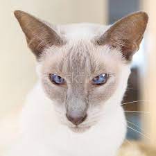 To get a lynx point kitten, one of the parents has to be a lynx point. Lilac Point Siamese Cat Stock Photo C Ivonnewierink 7927568 Stockfresh