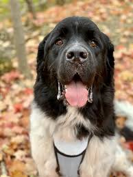 Our work is possible due to committed volunteers and foster homes. Challenges I Faced With My First Rescue Newfie My Brown Newfies