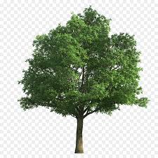 Download transparent family tree png for free on pngkey.com. Family Tree Background Png Download 1024 1024 Free Transparent Northern Red Oak Png Download Cleanpng Kisspng