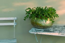 When you bring the cactus indoors, place it in a bright window where temperatures drop to 55°f to 60°f at night. 20 Tips To Get Your Christmas Cactus To Bloom During The Holidays