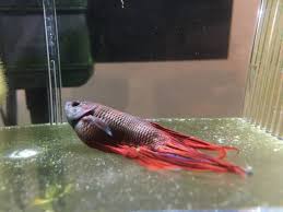 Flor de escamas de pescado individual. Betta Has Dropsy Epsom Salt My Aquarium Club