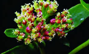 Image result for Euphorbia hyssopifolia