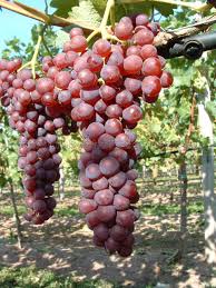 Vineland 68021 Tafeltraube Rebe Garten Kaufen Garten Weintrauben