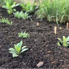 To prepare the area be sure to mow the area of the lawn you want to convert to a garden on a very low lawn mowing setting, remove perennial weeds like dandelions, and. Mulching The Garden