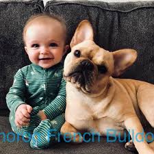 Any dog breed affenpinscher afghan hound africanis airedale terrier akbash akita alapaha blue blood bulldog alaskan klee kai alaskan malamute american bandogge mastiff american bulldog american bully. Carolina French Bulldogs Home Facebook
