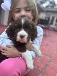 Brownwell English Springer Spaniels