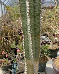 Image result for Euphorbia epicyparissias