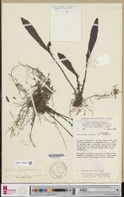 Image result for Polystachya galeata