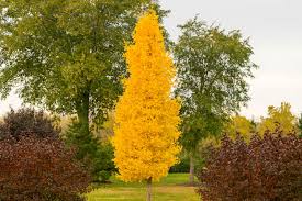 Image result for Ginkgo biloba
