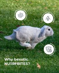Bexotic Pets