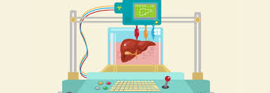 3d diagram of the liver. Poietis 4d Bioprinting Liver Model Could Improve Drug Toxicity Testing