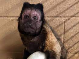 Kansas Zoo Monkey Dies After Being Attacked While Protecting Its Baby During A Break In Abc News