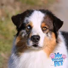 I have 9 purebred australian shepherds for sale. Australian Shepherd Au Coeur Du Verdon Home Facebook