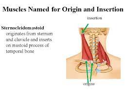 Skeletal muscles are named based on many different factors, including their location, origin and insertion, number of origins, shape, size, direction, and function. Lab 7 Muscles And Muscle Tissue Gilbert R