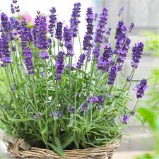 Lavender buds in bulk extra mix we have some of the finest lavender buds available. Lavender Seeds Hidcote Promise Compact Herb Seeds In Packets Bulk Eden Brothers