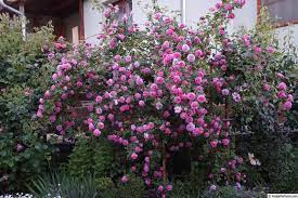 Louise odier rose bush a bourbon shrub rose which has small clusters of beautifully formed, large, cupped blooms, warm pink in colour which are produced repeatedly throughout. Louise Odier Rose Photo Rose Photos Container Flowers Rose