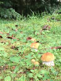 Pin Auf Fungus