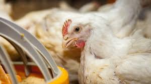 images?q=tbn:ANd9GcSP_idUBEwKRg_g1DUgcwqNlK7jDGHE4Qv_qg&s