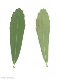 Image result for Myrica spathulata