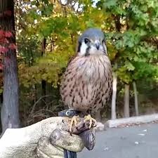 Bird Bouncing Golf Ball On Concrete The Kestrel Bird Video Funny Animal Videos Cute Animals Funny Animals