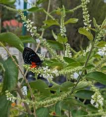 Image result for Ottelia kunenensis