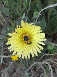 Image result for Tolpis